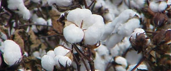 قطن